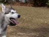 Документальный фильм "Animal Planet: Введение в собаковедение" (2008)