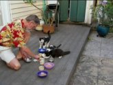 Документальный фильм  "Animal Planet: Кошек не любить нельзя" (2010)
