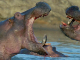 Документальный фильм "BBC: Animal Planet: Великий рифт: Дикое сердце Африки" (2010)