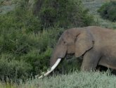 Документальный фильм "BBC: Animal Planet: Великий рифт: Дикое сердце Африки" (2010)