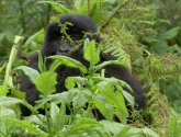 Документальный фильм "BBC: Горная горилла (BBC: Mountain Gorilla)" (2010)