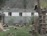 Документальный фильм  "BBC: Дикий Китай (BBC: Wild China)" (2008)