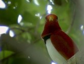Документальный фильм  "BBC: Живой мир (Мир природы): Райские птицы (BBC: Natural World. Birds of Paradise)" (2010)