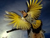 Документальный фильм  "BBC: Живой мир (Мир природы): Райские птицы (BBC: Natural World. Birds of Paradise)" (2010)