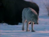 Документальный фильм  "BBC: Жизнь животных: Волк" (1997)
