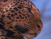 Документальный фильм  "Discovery: Сын леопарда (The Leopard Son)" (1996)