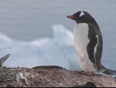 Документальный фильм  "HDScape: Антарктика - Дикая жизнь на льду (Antarctica Dreaming - Wild Life On Ice)" (2006)