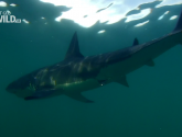 Документальный фильм "National Geographic: Акулоград (Sharkville)" (2008)