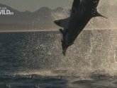 Документальный фильм "National Geographic: Акулоград (Sharkville)" (2008)