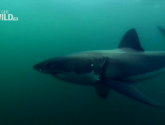 Документальный фильм "National Geographic: Акулоград (Sharkville)" (2008)