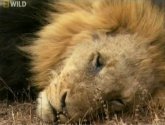Документальный фильм  "National Geographic: Армия львов: Битва за выживание" (2009)