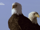 Документальный фильм  "National Geographic: Белоголовый орлан (National Geographic: American Eagle)" (2009)