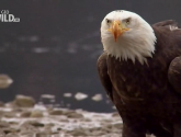 Документальный фильм  "National Geographic: Белоголовый орлан (National Geographic: American Eagle)" (2009)