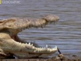 Документальный фильм  "National Geographic: Когда крокодилы ели динозавров (When crocs ate dinosaurs)" (2009)