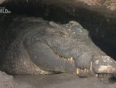 Документальный фильм  "National Geographic: Крокодилы Катумы (Crocs of Katuma)" (2010)