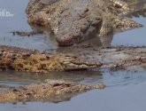 Документальный фильм  "National Geographic: Крокодилы Катумы (Crocs of Katuma)" (2010)