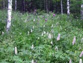 Природный парк "Оленьи ручьи" (Россия, Свердловская область)