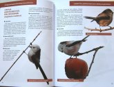 Книга "Птицы европейской части России" - Василий Вишневский
