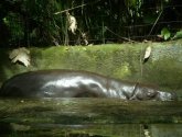Экскурсия в зоопарк Сингапура