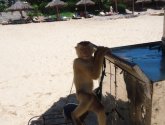 Sea Lion Beach Resort &amp; Spa 4* (Вьетнам, Фантхиет)