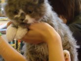 Выставка кошек «Замур-р-рчательная осень» в ТРЦ Июнь (Россия, Красноярск)