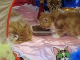 Выставка кошек «Замур-р-рчательная осень» в ТРЦ Июнь (Россия, Красноярск)