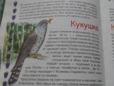 Книга "Детская энциклопедия леса", Росмэн