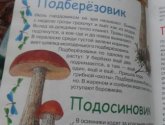 Книга "Детская энциклопедия леса", Росмэн