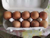 Яйца куриные "Ясенка" CO категория отборная