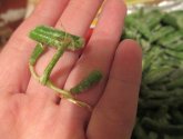 Фасоль стручковая Aretol нарезанная свежезамороженная